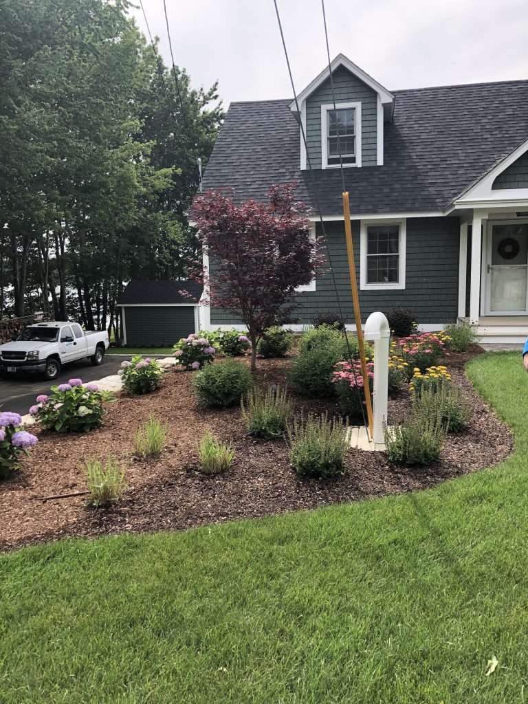 Foundation landscape installation with Japanese maple tree, flowering hydrangeas, colorful perennial garden beds, ornamental grasses, and professionally edged mulch surrounding a New Hampshire home