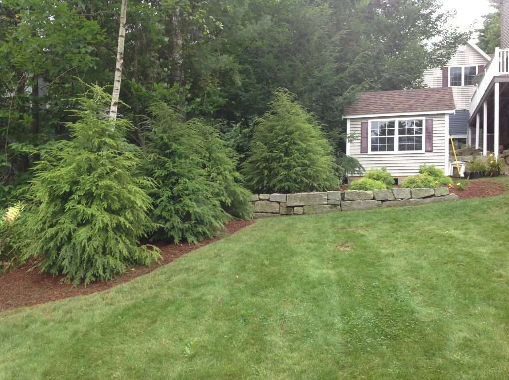 Evergreen privacy landscaping with natural cedar screening trees, curved granite retaining wall, fresh mulch beds, and sloped lawn design creating a secluded and attractive backyard landscape