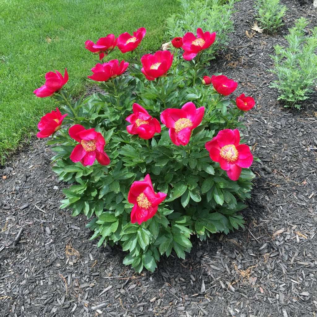 fresh mulch and flowers