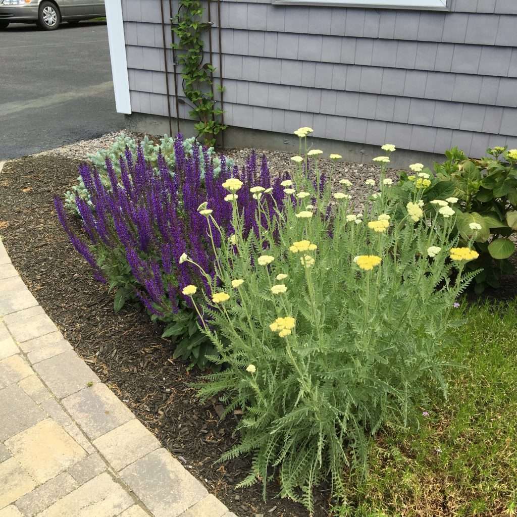 mulch bed flowers in bloom