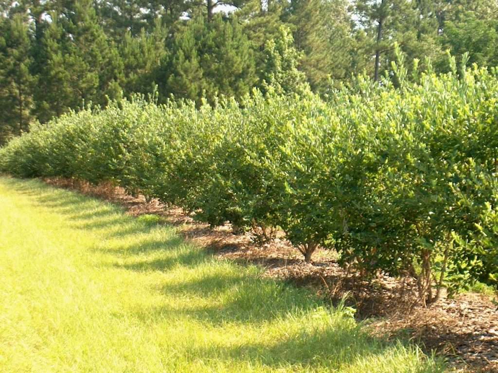 Permaculture landscape design featuring edible gardens, natural stone pathways, layered native plantings, sustainable drainage concepts, and environmentally conscious outdoor living ideas for a New Hampshire property
