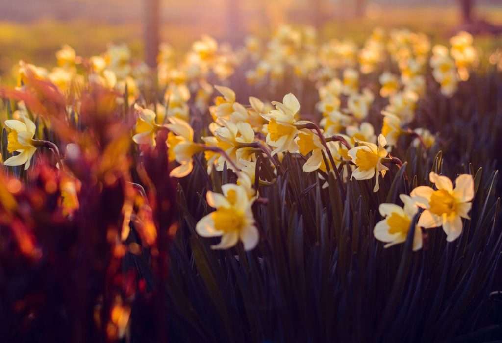 Fall Is The Time To Plant Spring Flowering Bulbs 3 Blooming yellow and white daffodils glowing in warm sunset light, creating a colorful spring garden scene filled with seasonal beauty and natural texture