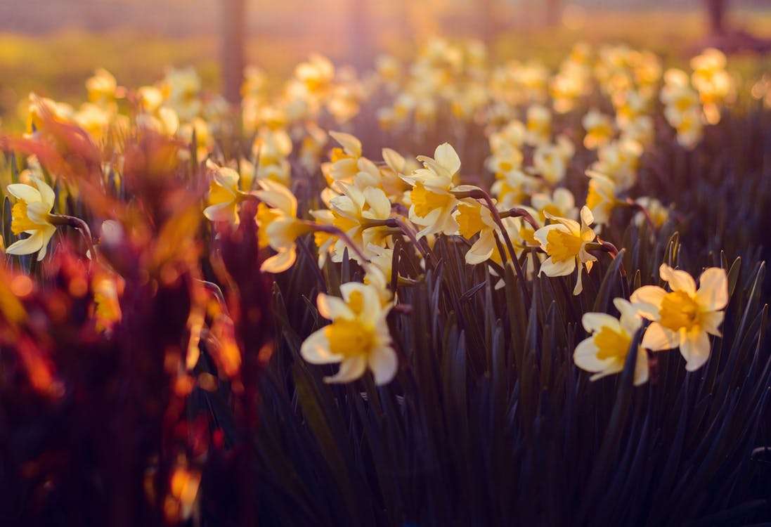 Blooming yellow and white daffodils glowing in warm sunset light, creating a colorful spring garden scene filled with seasonal beauty and natural texture