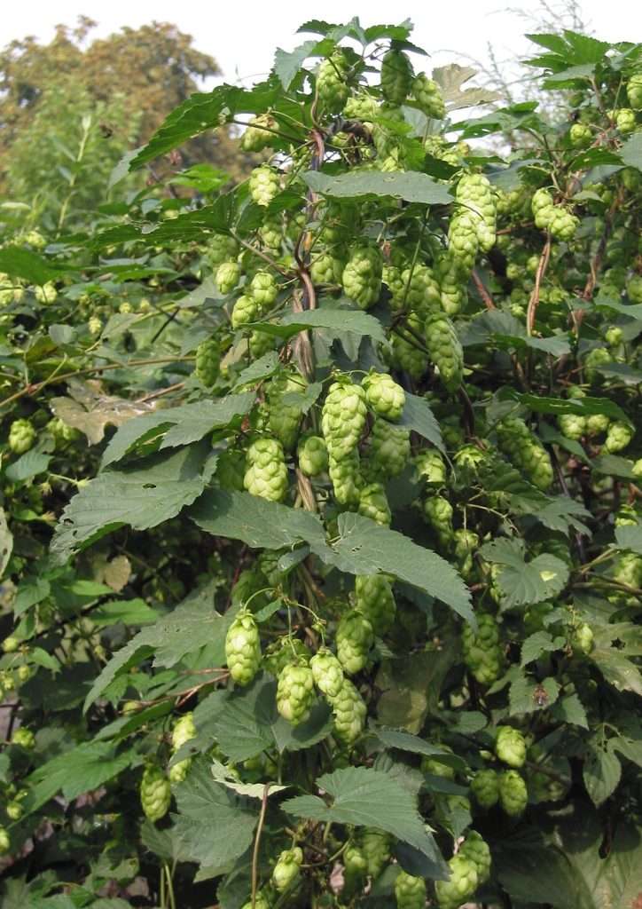 Best of Both Worlds: Creating an Edible Garden 21 hops