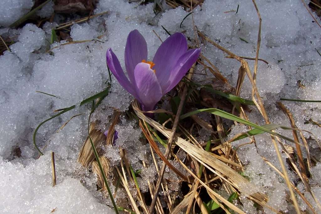 Earliest Spring Blooming Flowers 1 Spring thaw landscaping inspiration featuring melting snow, fresh lawn growth, natural stone hardscaping, drainage planning, and outdoor living upgrades for New Hampshire waterfront and Lakes Region homes by Landscapes by Tom