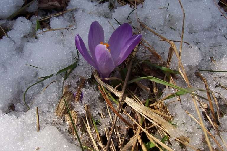 Spring thaw landscaping inspiration featuring melting snow, fresh lawn growth, natural stone hardscaping, drainage planning, and outdoor living upgrades for New Hampshire waterfront and Lakes Region homes by Landscapes by Tom